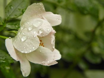 Close-up of wet flower