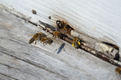 High angle view of bee on wood