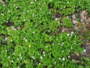 High angle view of flowering plant on field