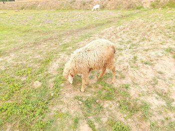 Sheep grazing in a field