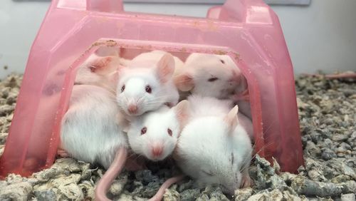 Mice with toy in tank