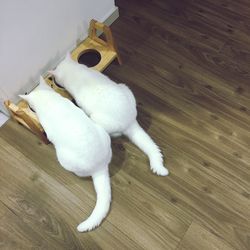 Dog on hardwood floor
