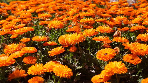 Close-up of orange blooming flowers