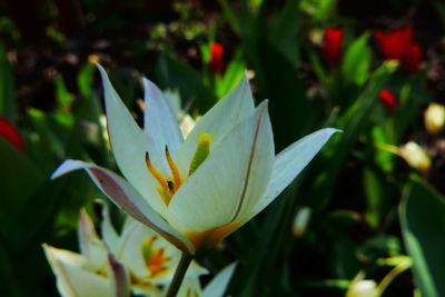 Close-up of flowering plant