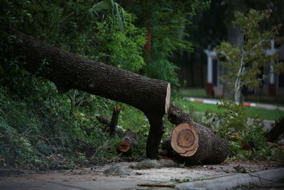 Stack of logs against trees