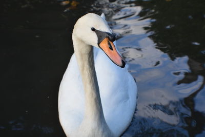 Close-up of swan swimming on lake