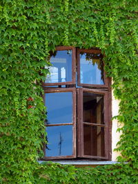 Windows surrounded by green ivy