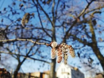 Low angle view of flowering plant against sky