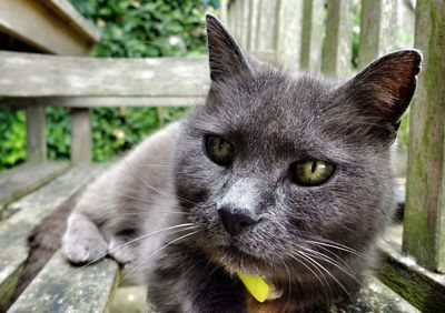 Close-up portrait of cat