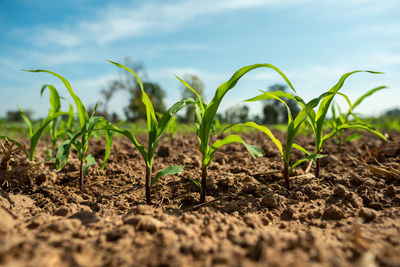 Plants growing on field