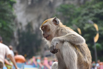 Crab-eating macaques, macaca fascicularis at caves villa next to batu caves in malaysia