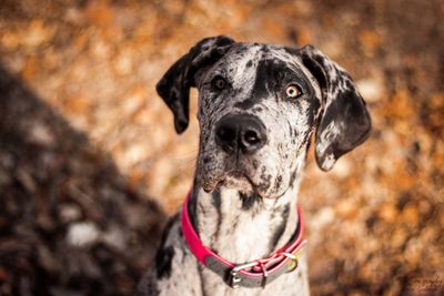 Close-up portrait of dog