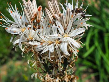 Close-up of white flowering plant