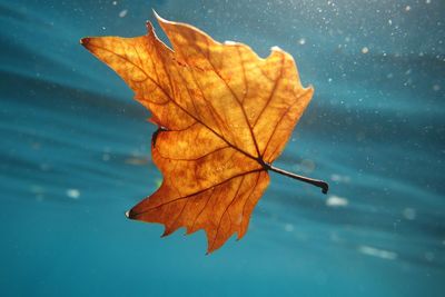 Close-up of dry maple leaf against blurred background