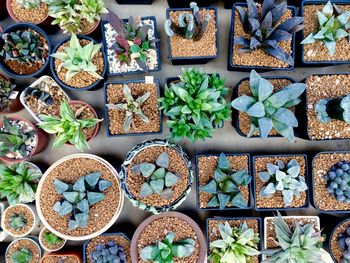 High angle view of potted plants