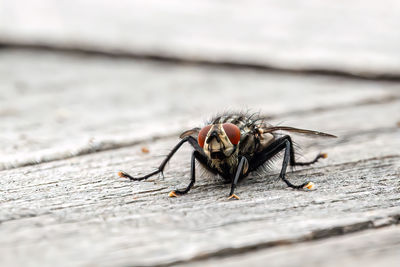 Close-up of fly on table