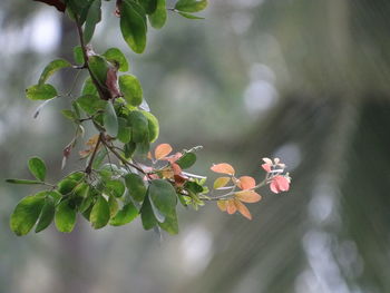 Close-up of flowering plant against blurred background