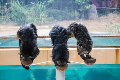 View of an animal in swimming pool