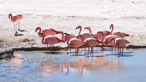 View of birds drinking water from beach