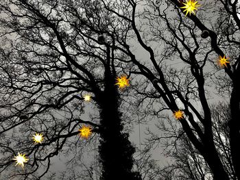 Low angle view of yellow flowers blooming on tree