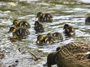 Ducks in lake