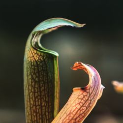 Close-up of a lizard