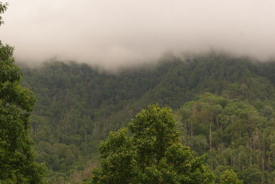 Scenic view of forest against sky