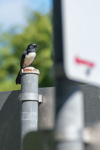 Close-up of bird perching on metal