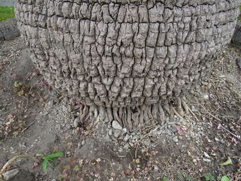 Full frame shot of tree trunk