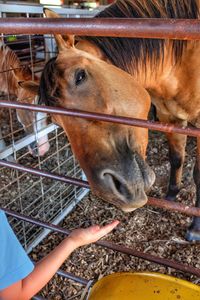 Cropped hand reaching horse in stable