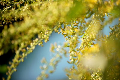 Close-up of flowers against blurred background