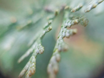 Close-up of water drops on twig