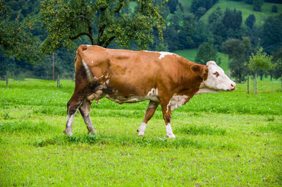 Cow on field