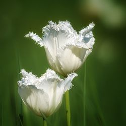 Close-up of white flowering plant