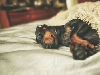 Close-up of dog resting on bed at home