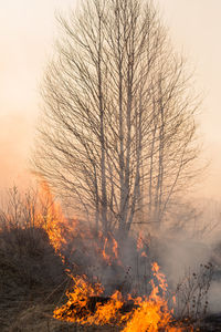 Bare trees on landscape against orange sky