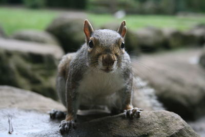 Close-up of a squirrel on rock