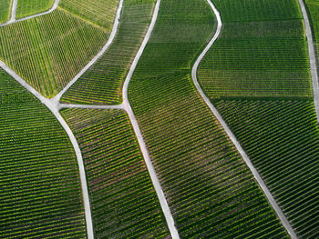 Full frame shot of agricultural field