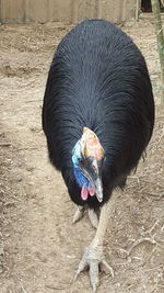 Close-up of black chicken bird in farm
