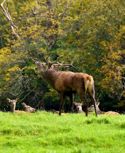 Red stag bellowing during the rut in killarney national park, co. kerry, ireland