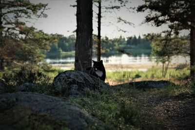 View of a reptile on a tree