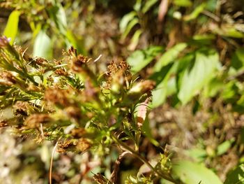 Close-up of bee on plant