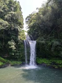 Scenic view of waterfall in forest