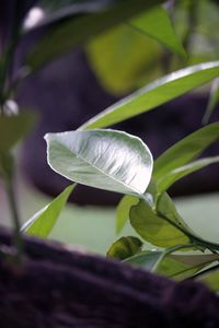 Close-up of plant