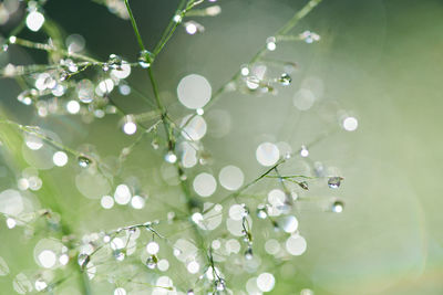 Close-up of water drops on plant leaves