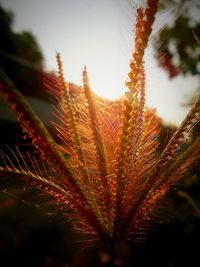 Close-up of plant against sky