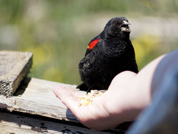 Close-up of hand feeding bird perching on wood