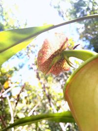 Close-up of grasshopper on tree