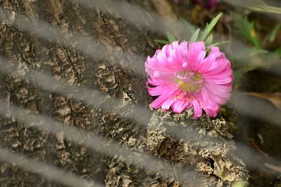 Close-up of pink flower blooming outdoors