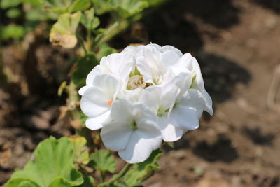 Close-up of white flowers blooming outdoors